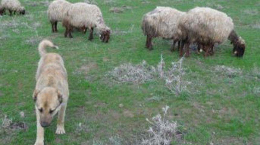 Koyun S&uuml;r&uuml;s&uuml; Karabaş'a Emanet