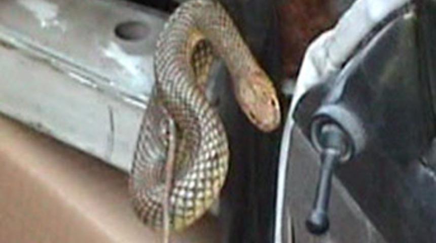Taksinin içinden 1,5 metrelik yılan çıktı!