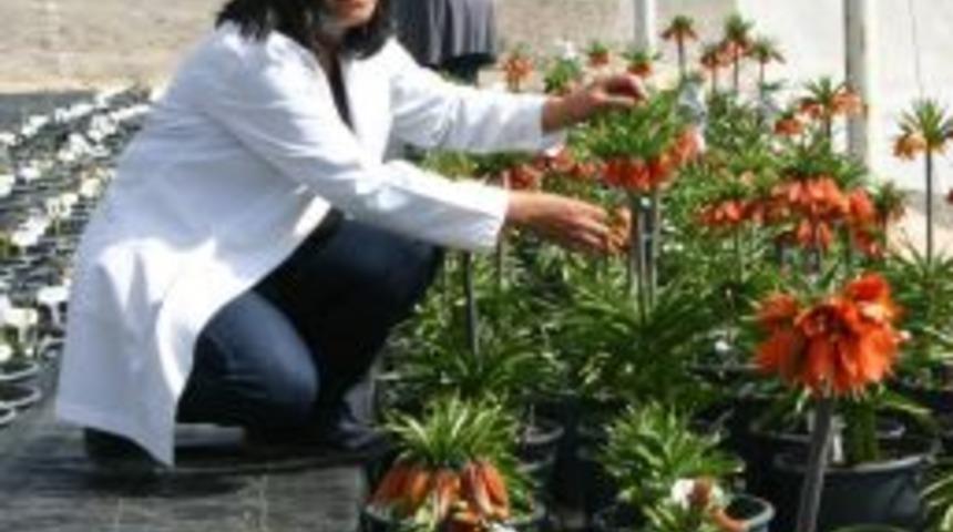 Erzincan'da Ters Lale Yetiştiriciliği