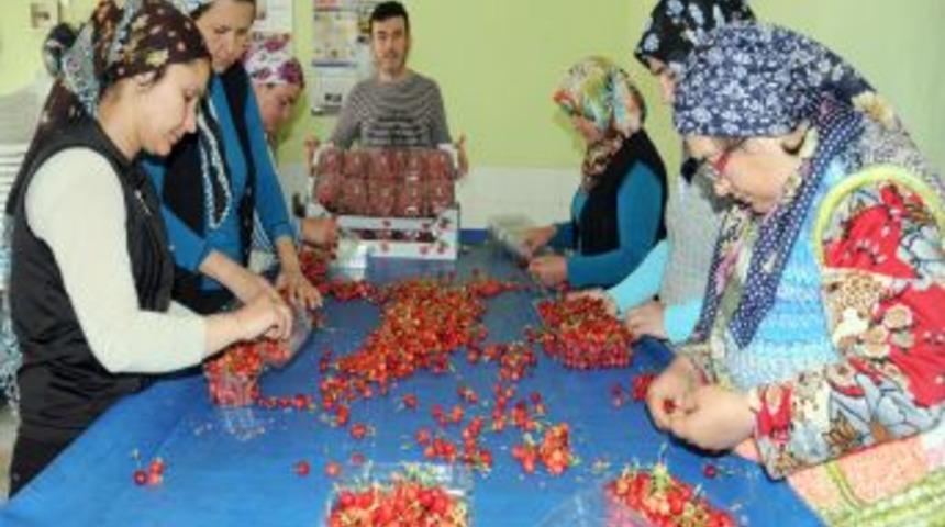 Yılın ilk kiraz hasadı Manisa'nın Sancaklı Bozk&ouml;y beldesinde başladı