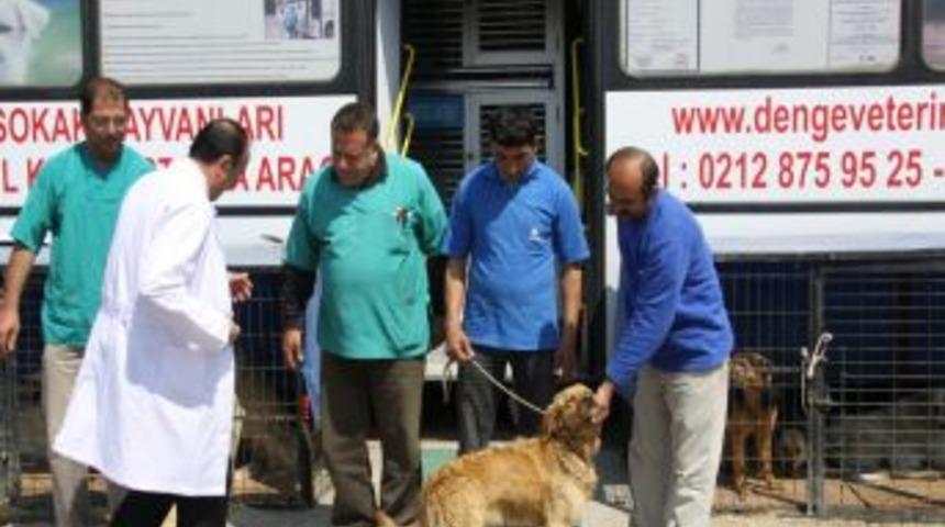 Belediye ekipleri sokak hayvanlarını kısırlaştırıp aşılıyor