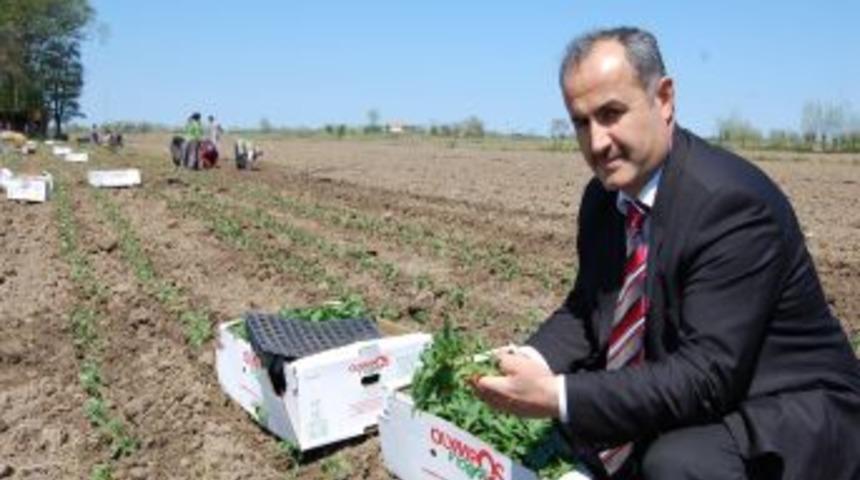 Yılın İlk Fidesi Toprakla Buluştu