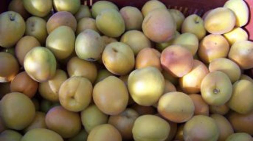 Mut'ta sezonun ilk kayısı hasadı yapıldı