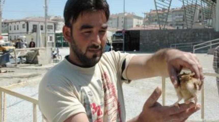 Tavuk pazarında satışa &ccedil;ıkarılan 4 ayaklı civciv ilgi odağı oldu