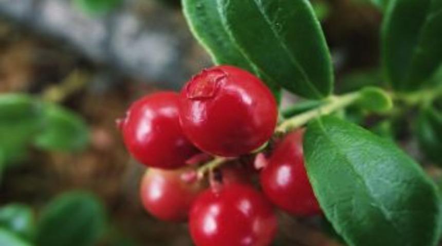 Karadeniz: "kızılcık Giren Eve Doktor Girmez"