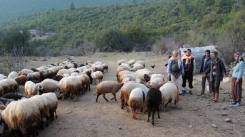 30 bin koyun tatarcık hastalığına karşı aşılandı