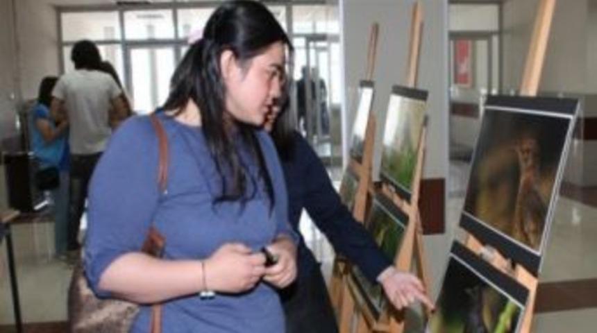 'Karaman'ın Kuşları' g&ouml;r&uuml;c&uuml;ye &ccedil;ıktı