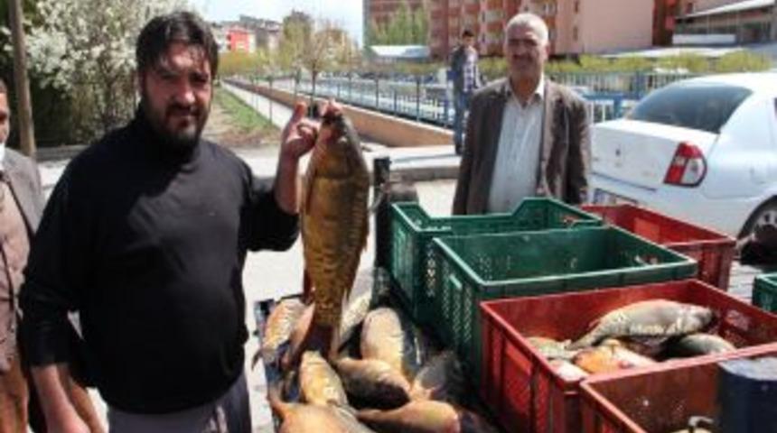 &Ccedil;ıldır G&ouml;l&uuml;'n&uuml;n Balıkları Oltu'da Satışa Sunuldu
