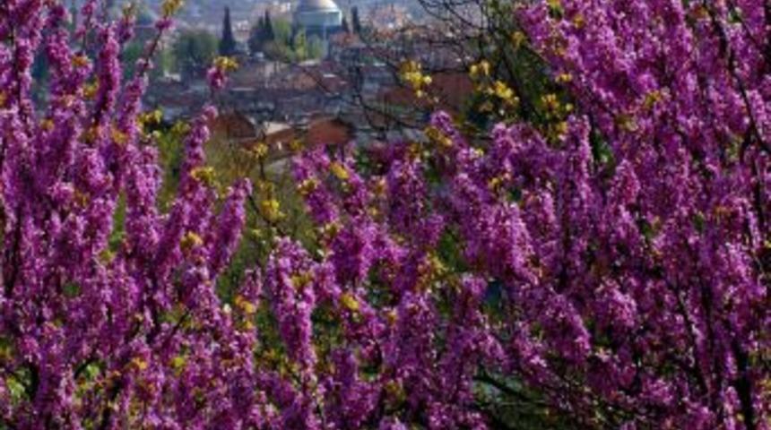 Erguvanlar Şehri Bursa