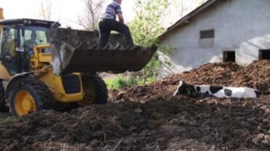 G&uuml;bre &ccedil;ukuruna saplanan inek, iş makinesiyle kurtarıldı
