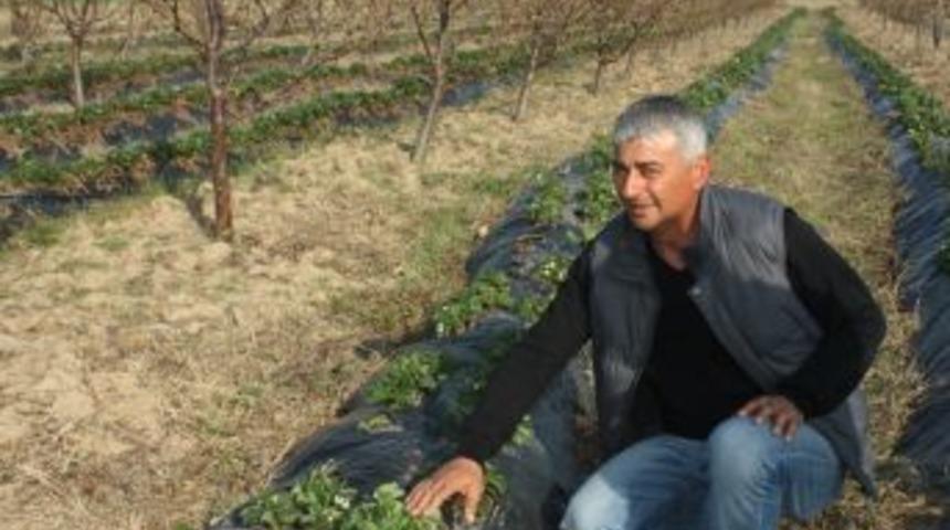 Enez, kiraz ve &ccedil;ilek ekiminde hedefi b&uuml;y&uuml;tt&uuml;