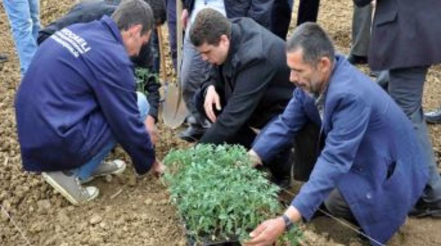 Kandıralı &Ccedil;ift&ccedil;iler Verimi Ve Ekonomik Getirisi Y&uuml;ksek &Uuml;r&uuml;nleri &Uuml;retecek