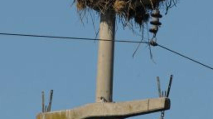 Leylekler 19 Yıldır Aynı Elektrik Direğini Mesken Tuttuyor