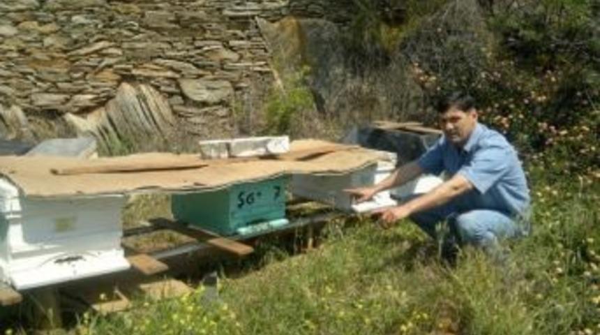 Arılar, Kovanlarıyla &Ccedil;alındı