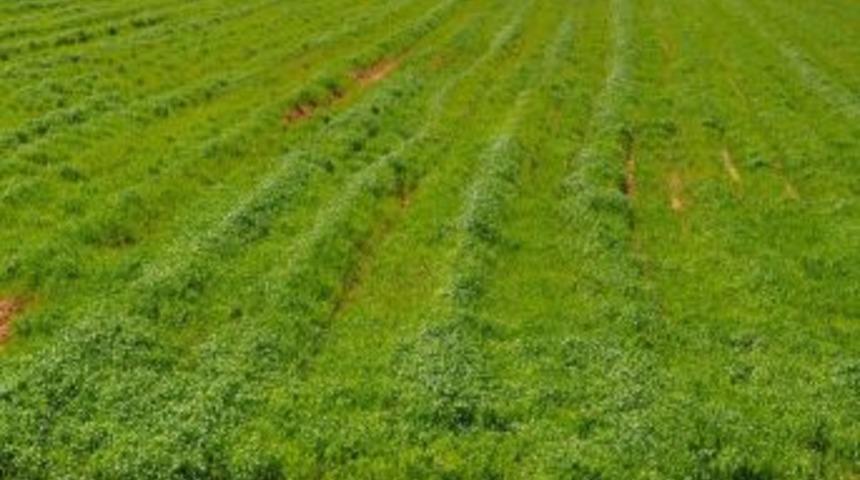 Pamuktan Verim Alamayan &Ccedil;ift&ccedil;iler, Buğdaya Y&ouml;neldi