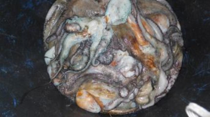 Saroz'da  Ahtapot Bereketi