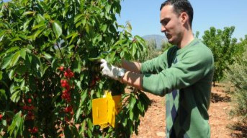 Kiraz &uuml;reticisi, kurt oluşumuna sebep olan sinekle biyolojik m&uuml;cadele ediyor