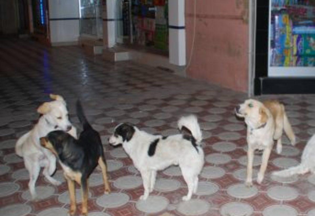 başıboş köpek sorunu