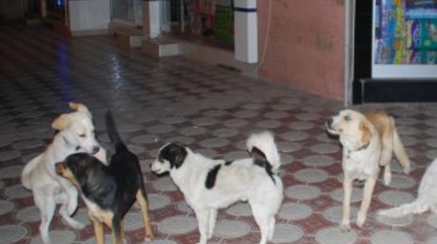 Bafra'da Başıboş K&ouml;pek Sorunu