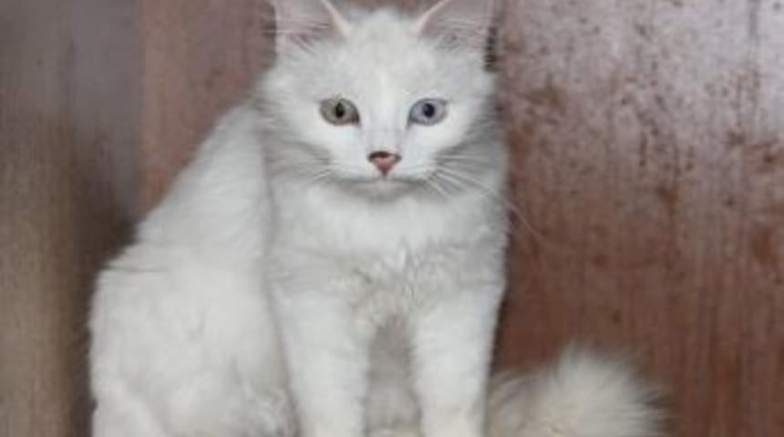 Yy&uuml;'de Misafir Kedi D&ouml;nemi