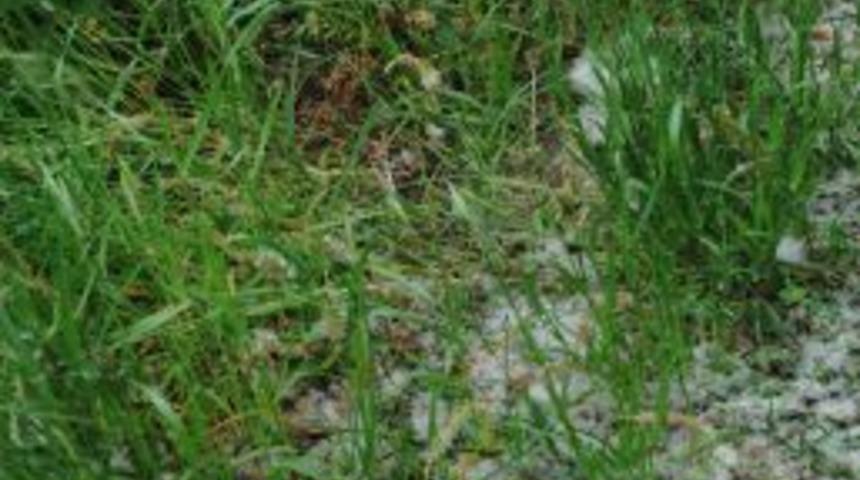 Polen alerjisi astıma davetiye &ccedil;ıkarıyor