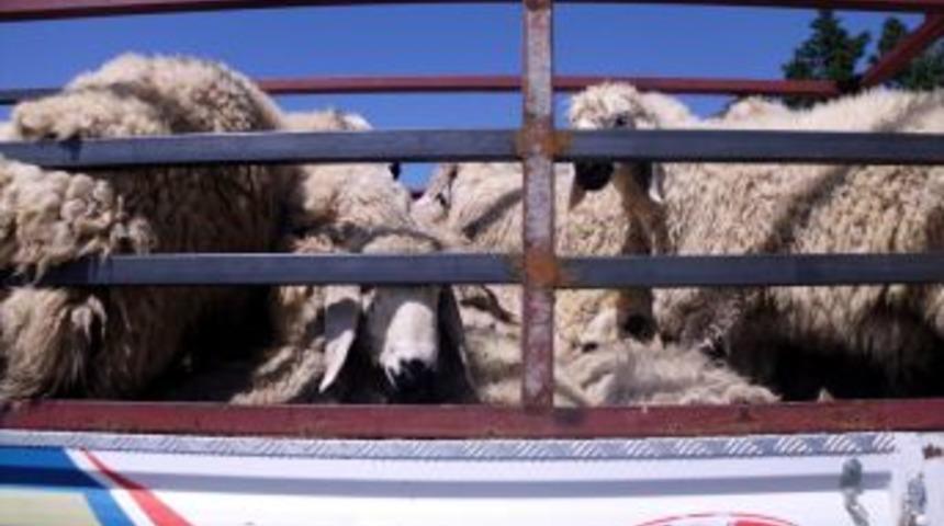 Nizip İl&ccedil;esinde Kayıtsız 70 Adet Koyun Ele Ge&ccedil;irildi