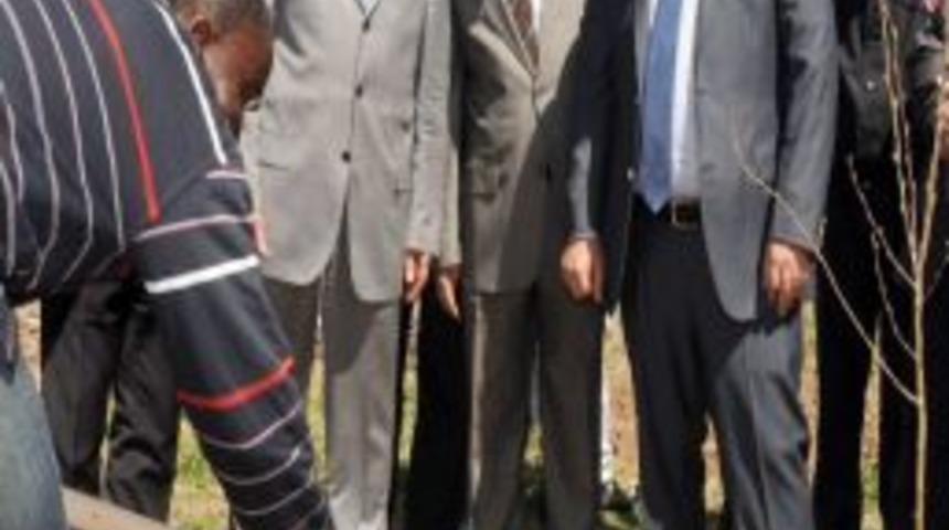 Dikenli Tel &Ccedil;itleri G&ouml;lgesinde Ağa&ccedil; Diktiler