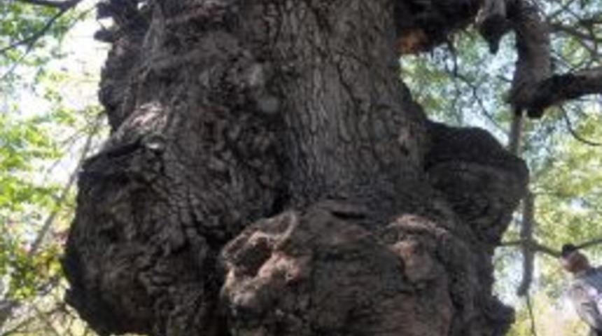 Anıt Ağa&ccedil;ların Envanteri &Ccedil;ıkartılıyor