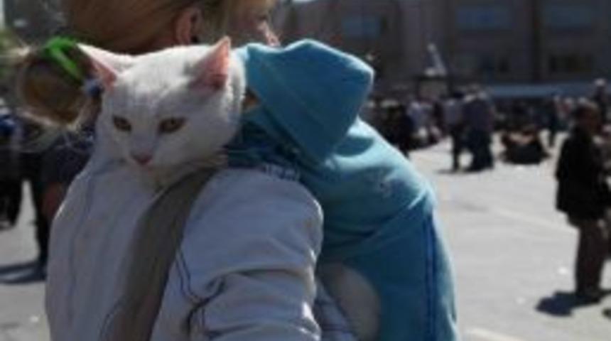 Turist kedi, Taksim'de ilgi odağı oldu