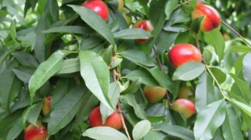 &Ouml;rt&uuml; altı nektarinde ilk hasat yapıldı, &uuml;retici memnun