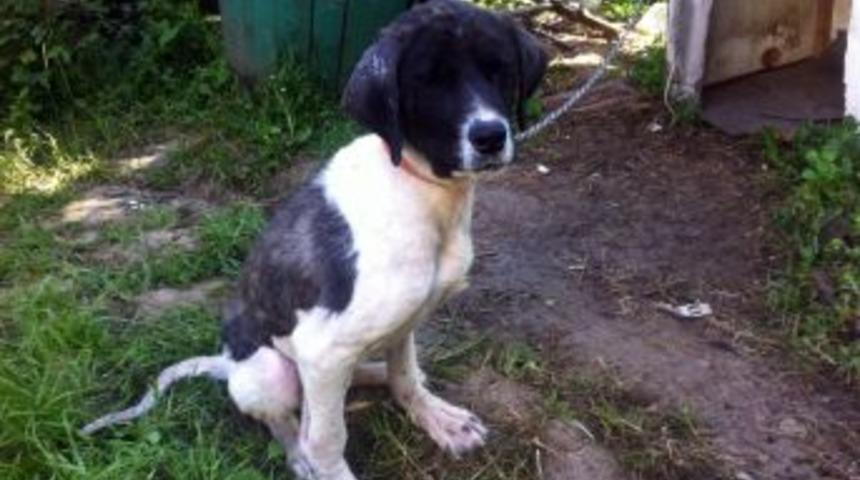 Hayhak Hayvanlara Merhem Oluyor