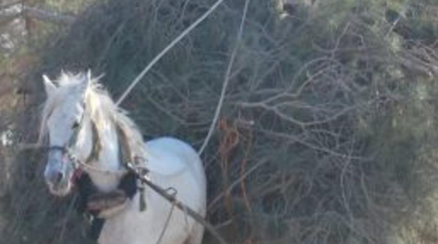 Ağa&ccedil; Dalları Ge&ccedil;im Kaynağı Oldu