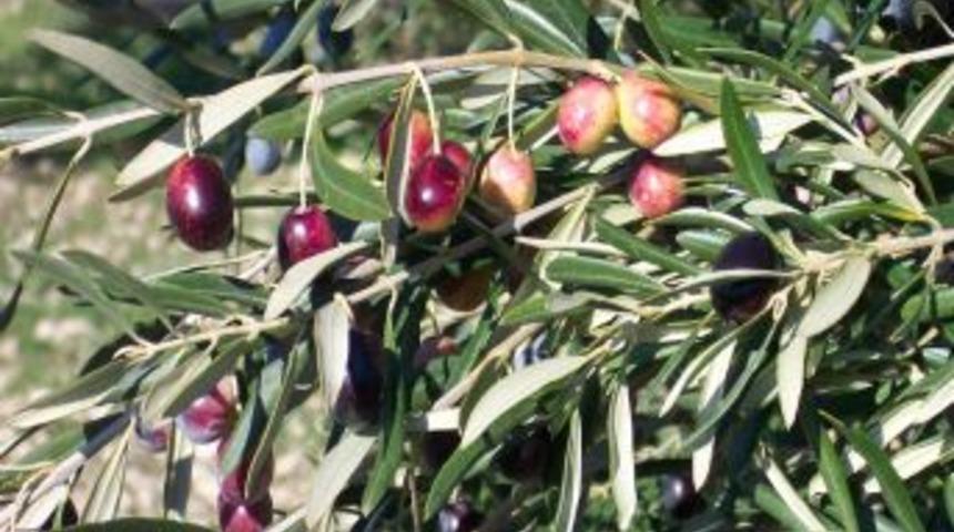 Zeytin Ve Zeytinyağı Sekt&ouml;r&uuml; Beraber Hareket Edecek