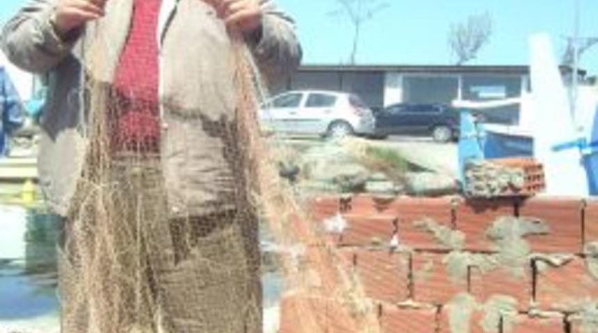 Karadeniz'de Yunusların Aşırı Derece &Ccedil;oğalması Balık&ccedil;ıları Tedirgin Ediyor