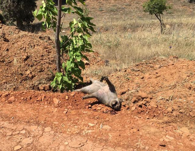 Yol kenarında 5 domuz ölüsü bulundu