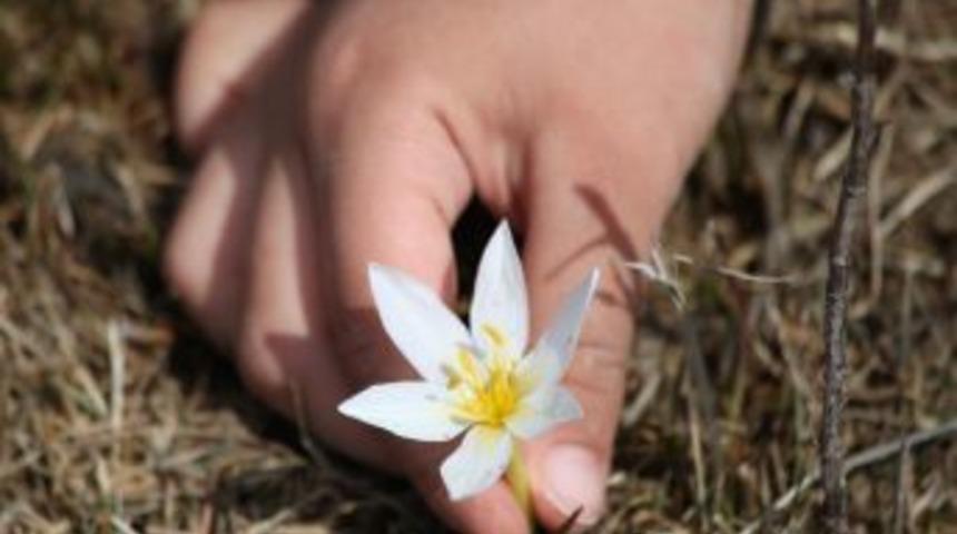 Uzmanlardan '&ccedil;iğdem &Ccedil;i&ccedil;eği' Uyarısı