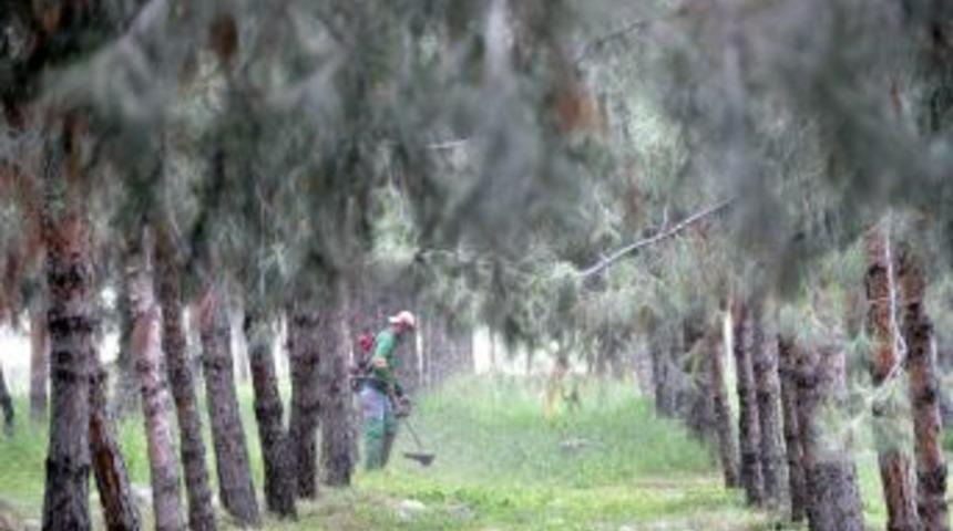 68'liler Ormanı "denizleri Anma" Etkinliğine Hazır