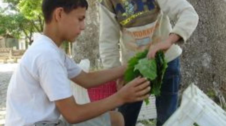 Sarıg&ouml;l'de Taze Bağ Yaprağı Alımlarına Başlandı