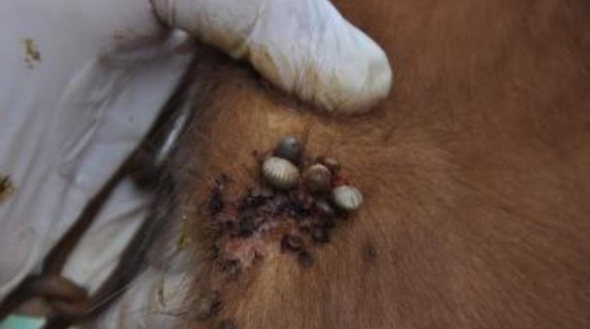 K&ouml;ylerde keneye karşı ila&ccedil;lama &ccedil;alışması başladı