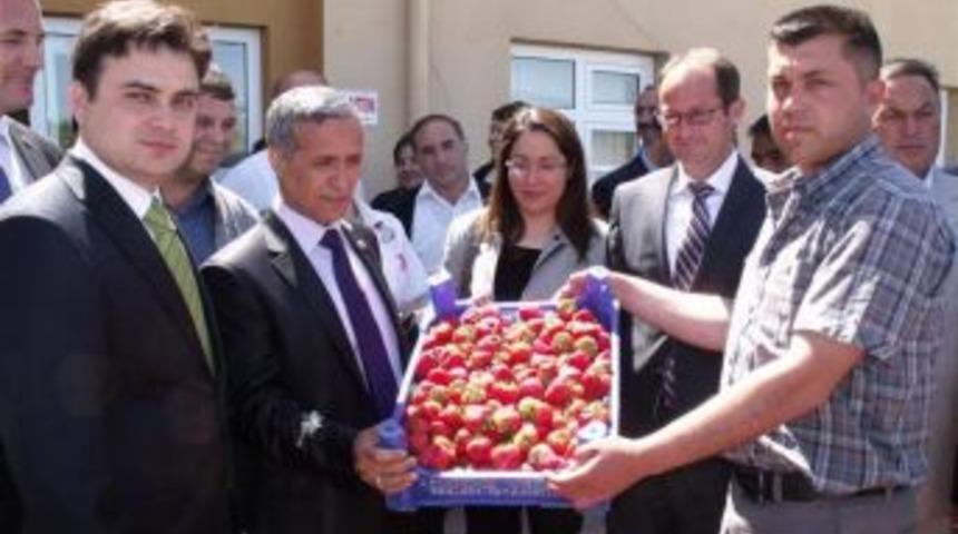 K&ouml;pr&uuml;başı İl&ccedil;esinde &Ccedil;ilek Hasadı Başladı