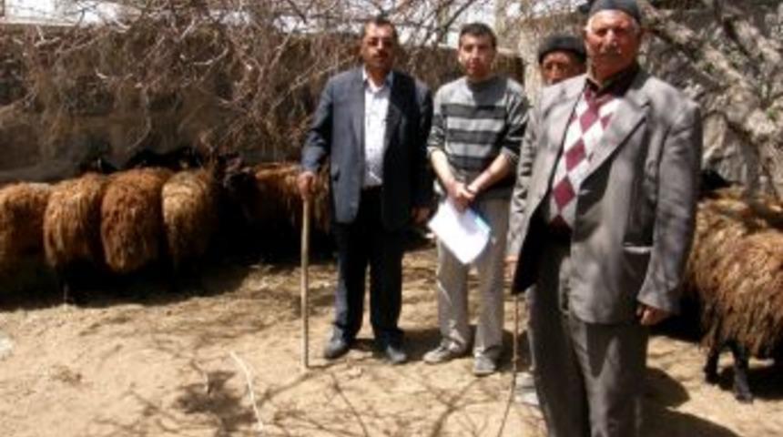 Ercişli depremzede &ccedil;ift&ccedil;ilere canlı hayvan desteği