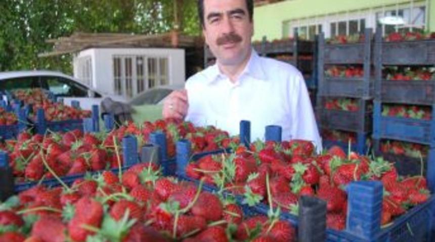 Aydın &Ccedil;ileği D&ouml;viz Yağdıracak