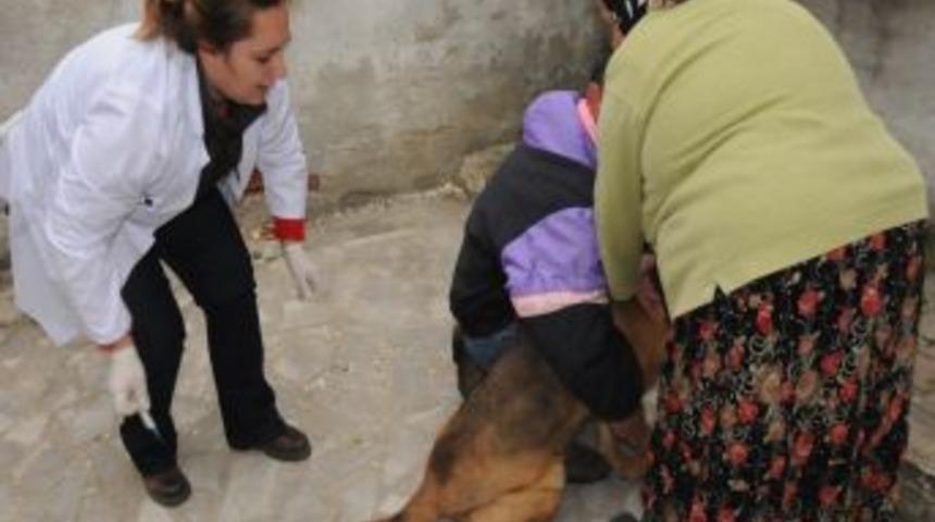 &Ccedil;orlu`da 830 Kedi Ve K&ouml;pek Aşılandı