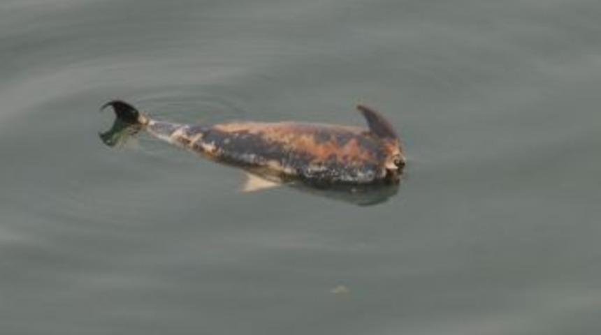 Yunusun Başını Kestiler