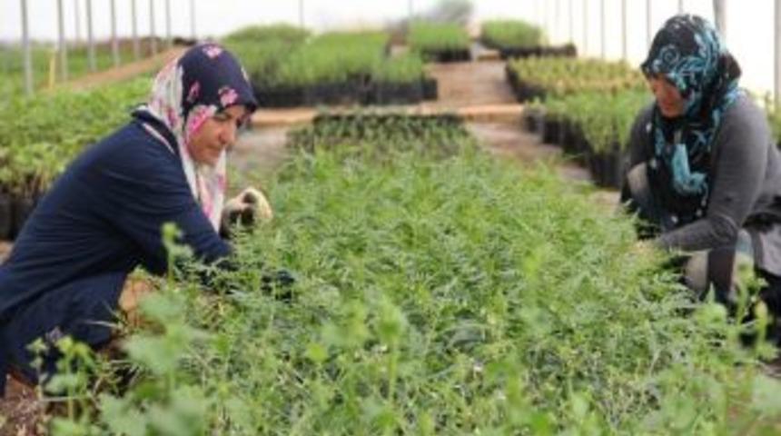 D&ouml;şemealtı Belediyesi serasında &uuml;rettiği s&uuml;s bitkilerini toprakla buluşturuyor