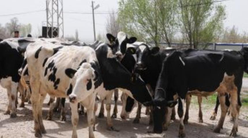 Depremzede &ccedil;ift&ccedil;ilere hayvan dağıtıldı