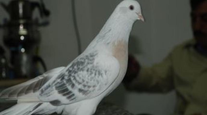 Şebab g&uuml;vencinleri Samsun&rsquo;da yarışacak