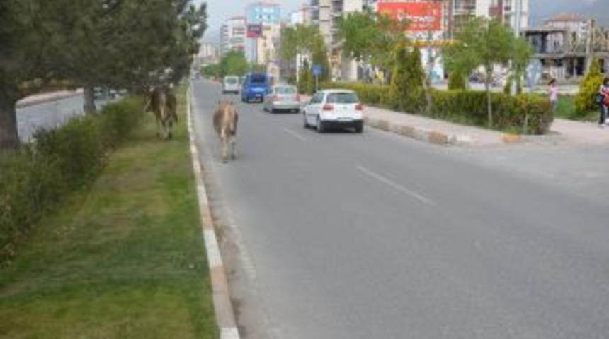 S&uuml;r&uuml;c&uuml;lerin zor anları