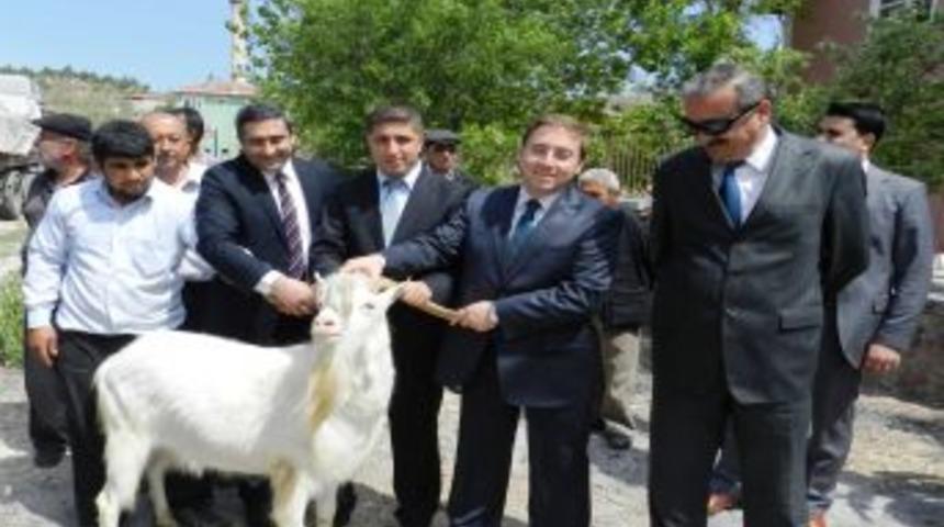 Nallıhan&rsquo;da k&ouml;yl&uuml;lere saanen ke&ccedil;isi dağıtıldı