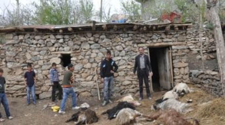 Hakkari'de başıboş köpekler 10 keçiyi telef etti iddiası